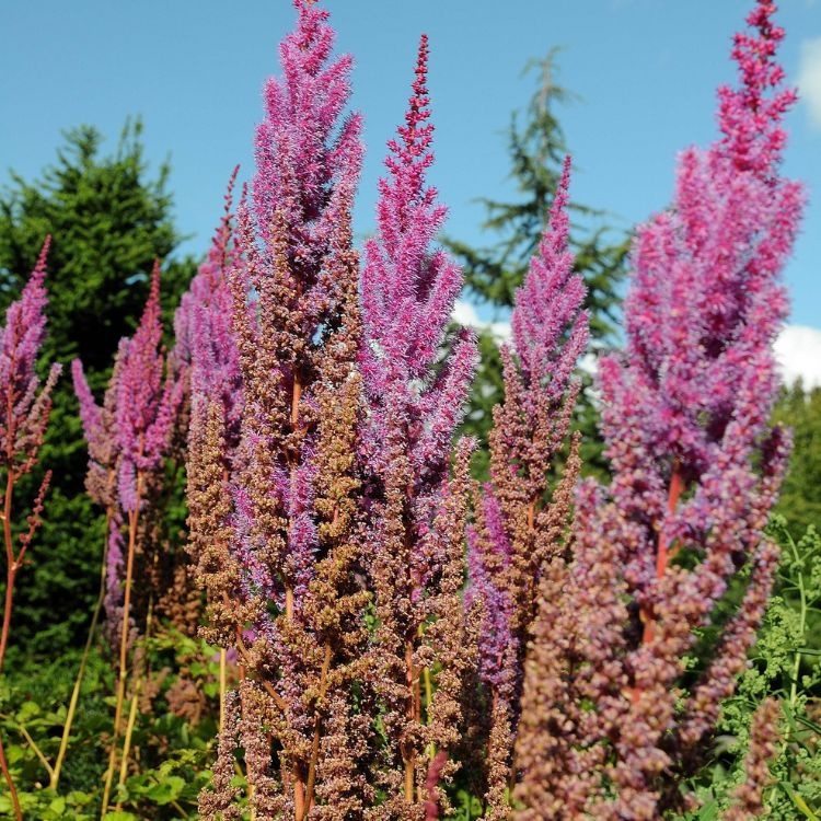 Spirea - Astilbe chinensis 'Purpurlanze'