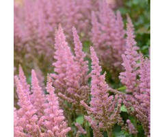 Spirea - Astilbe (J) 'Mainz'