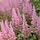 Spirea - Astilbe (J) 'Mainz'