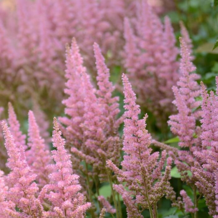 Spirea - Astilbe (J) 'Mainz'
