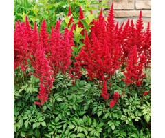 Spirea - Astilbe (J) 'Red Sentinel'