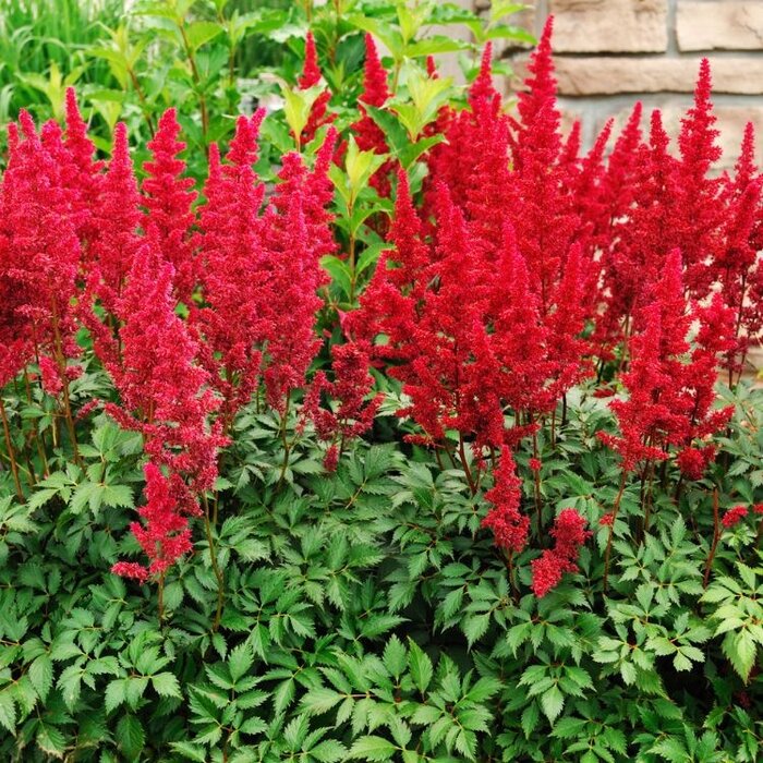Spirea - Astilbe (J) 'Red Sentinel'
