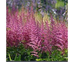 Spirea - Astilbe (J) 'Rheinland'