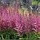 Spirea - Astilbe (J) 'Rheinland'