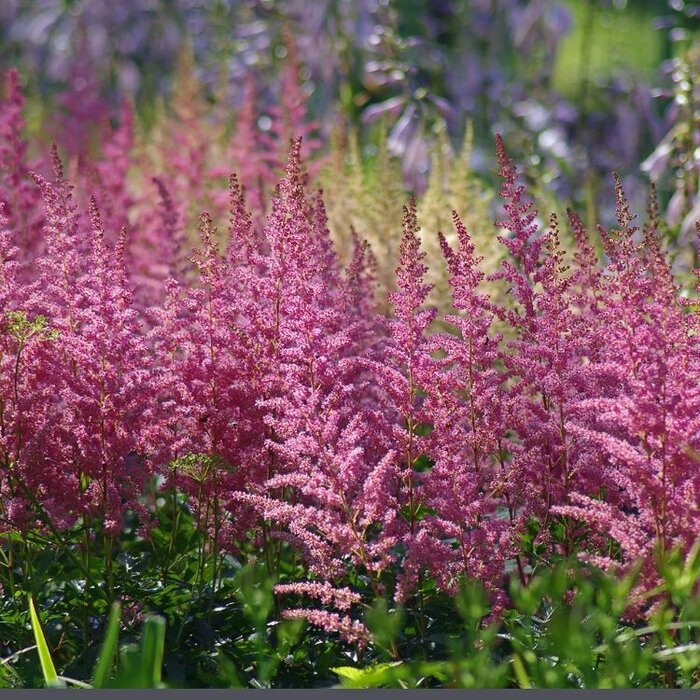 Spirea - Astilbe (J) 'Rheinland'
