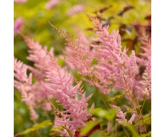 Spirea - Astilbe (T) 'Straussenfeder'