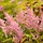 Spirea - Astilbe (T) 'Straussenfeder'