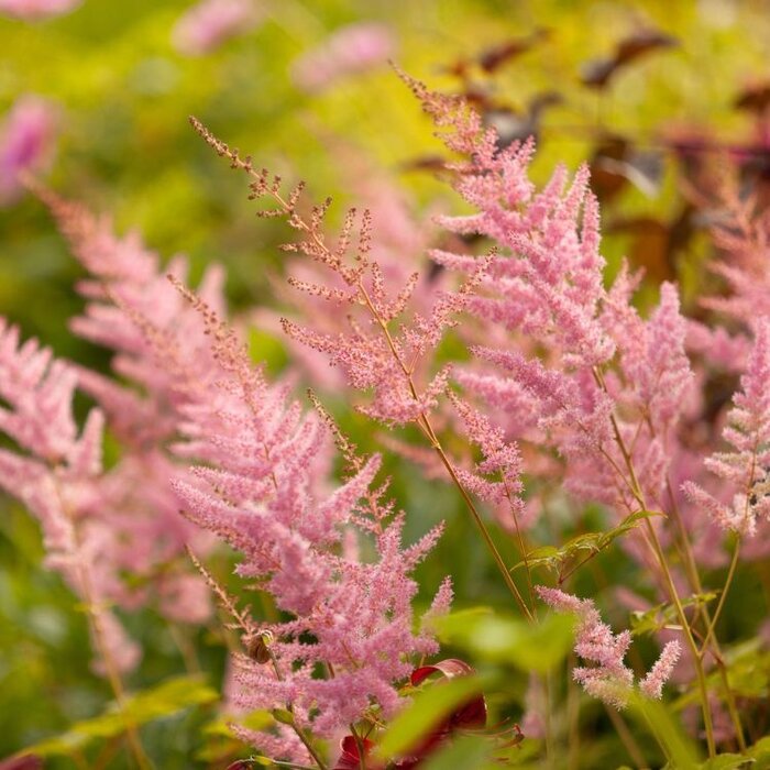 Spirea - Astilbe (T) 'Straussenfeder'