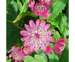 Zeeuws knoopje - Astrantia major 'Rubra'