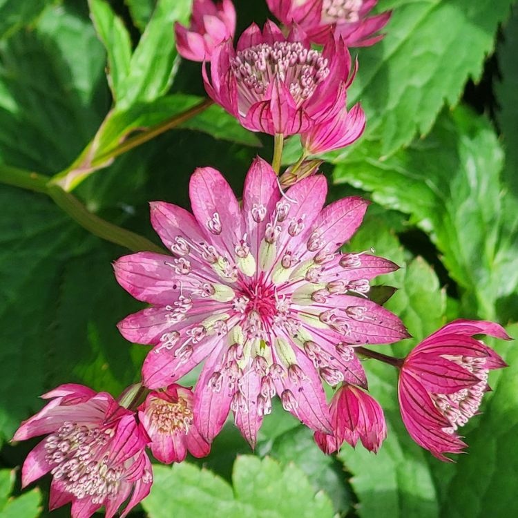 Zeeuws knoopje - Astrantia major 'Rubra'