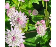 Zeeuws knoopje - Astrantia major 'Pink Pride'