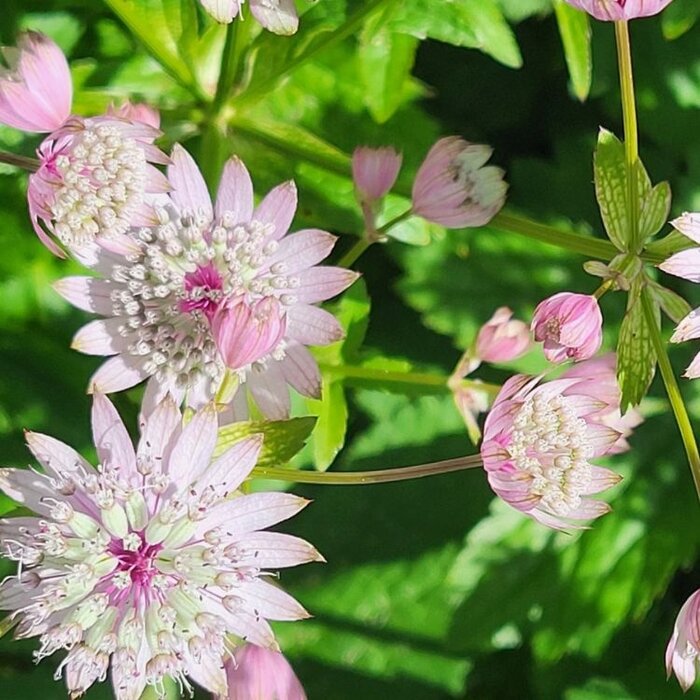 Zeeuws knoopje - Astrantia major 'Pink Pride'