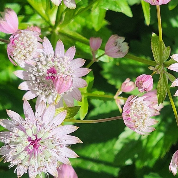 Zeeuws knoopje - Astrantia major 'Pink Pride'
