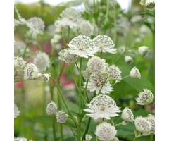 Zeeuws knoopje - Astrantia major 'Shaggy'