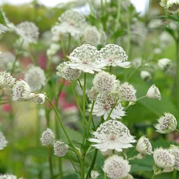 Zeeuws knoopje - Astrantia major 'Shaggy'