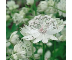 Zeeuws knoopje - Astrantia major 'Snow Star'