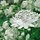 Zeeuws knoopje - Astrantia major 'Snow Star'