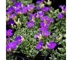 Randjesbloem - Aubrieta 'Argenteovariegata'