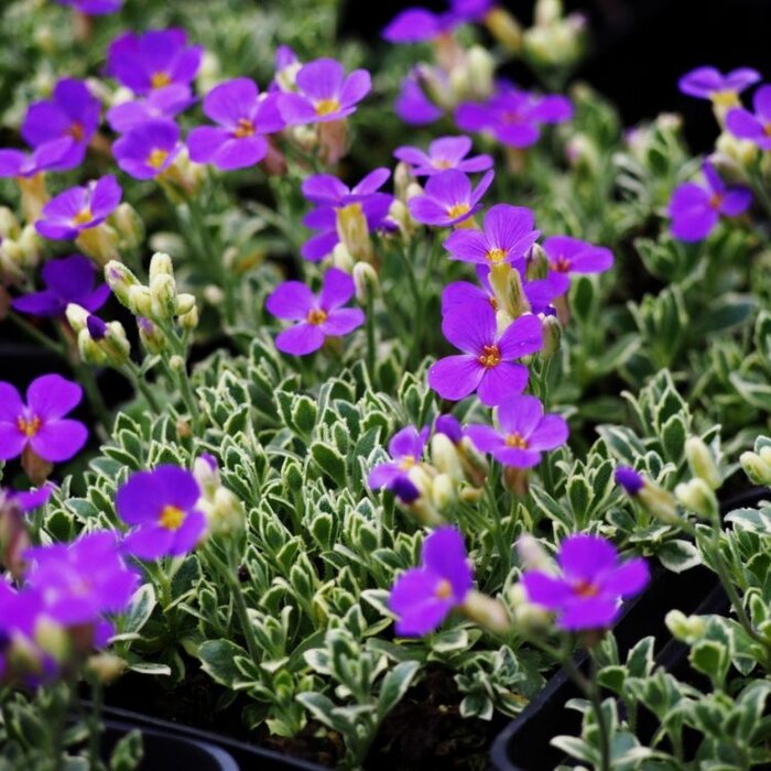 Randjesbloem - Aubrieta 'Argenteovariegata'
