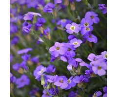 Randjesbloem - Aubrieta 'Blue Emperor'