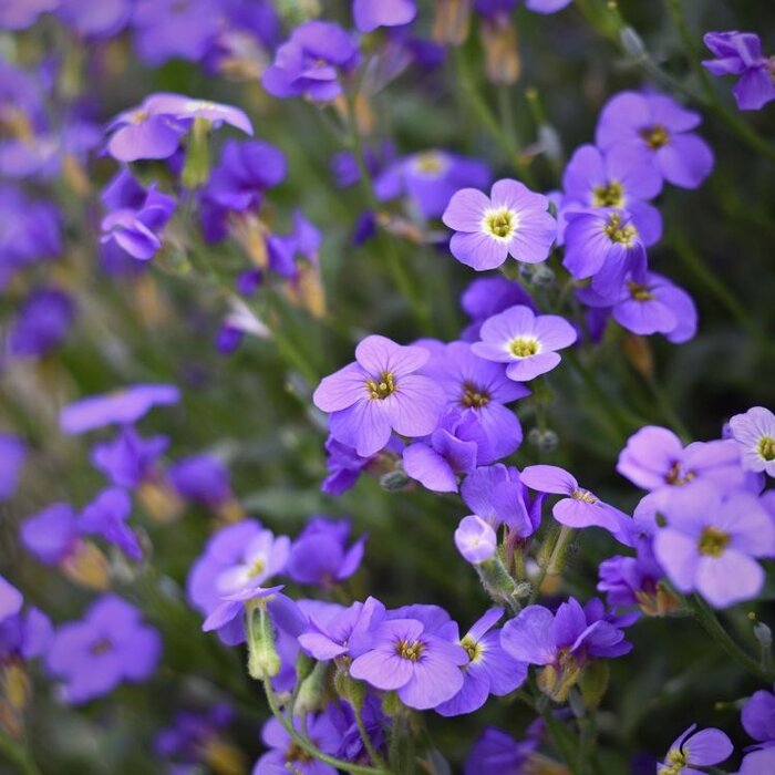 Randjesbloem - Aubrieta 'Blue Emperor'