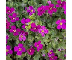 Randjesbloem - Aubrieta 'Red Carpet'