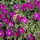 Randjesbloem - Aubrieta 'Red Carpet'