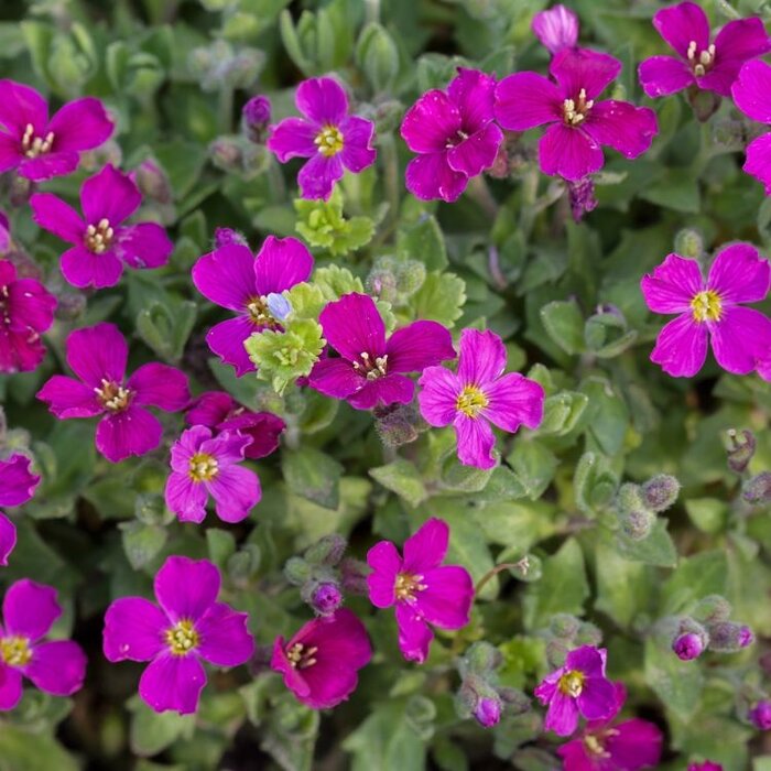 Randjesbloem - Aubrieta 'Red Carpet'