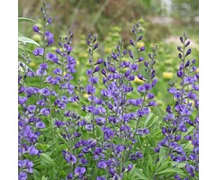 Valse indigo - Baptisia australis