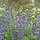 Valse indigo - Baptisia australis