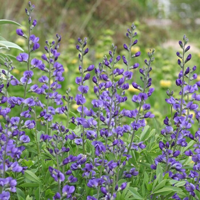 Valse indigo - Baptisia australis
