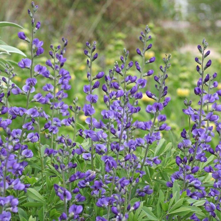 Valse indigo - Baptisia australis