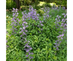 Valse indigo - Baptisia 'Blueberry Sunday'
