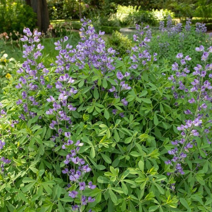 Valse indigo - Baptisia 'Blueberry Sunday'