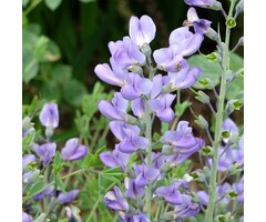 Valse indigo - Baptisia 'Starlite Prairieblues'