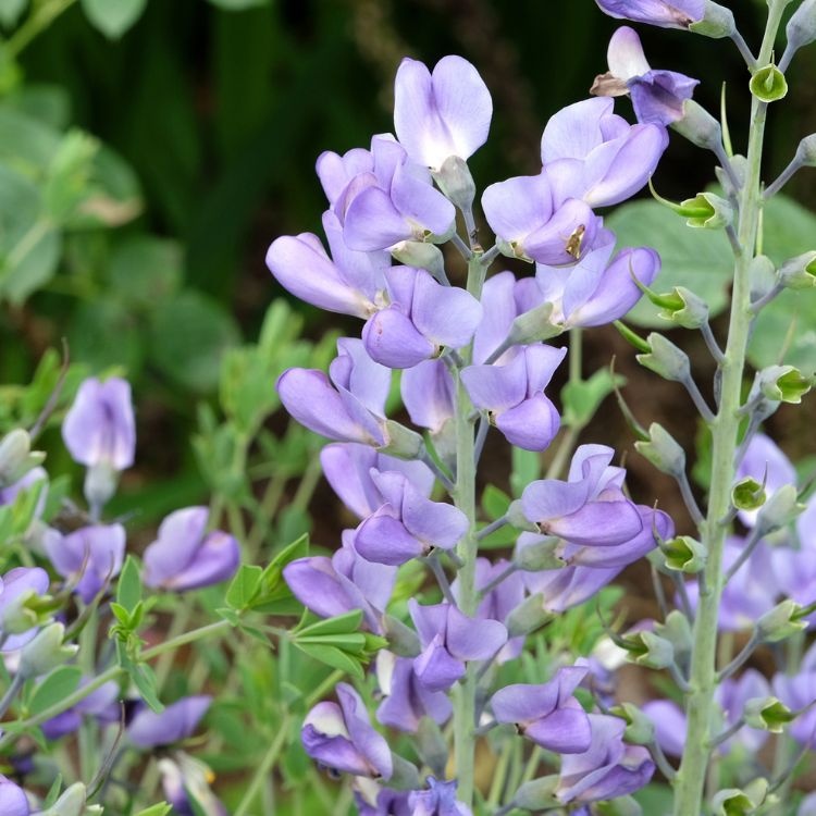 Valse indigo - Baptisia 'Starlite Prairieblues'