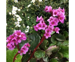 Schoenlappersplant - Bergenia 'Abendglut'