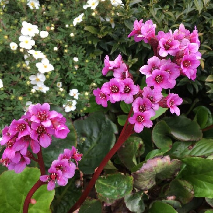 Schoenlappersplant - Bergenia 'Abendglut'