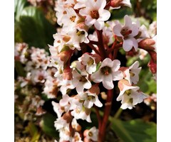 Schoenlappersplant - Bergenia 'Bressingham White'
