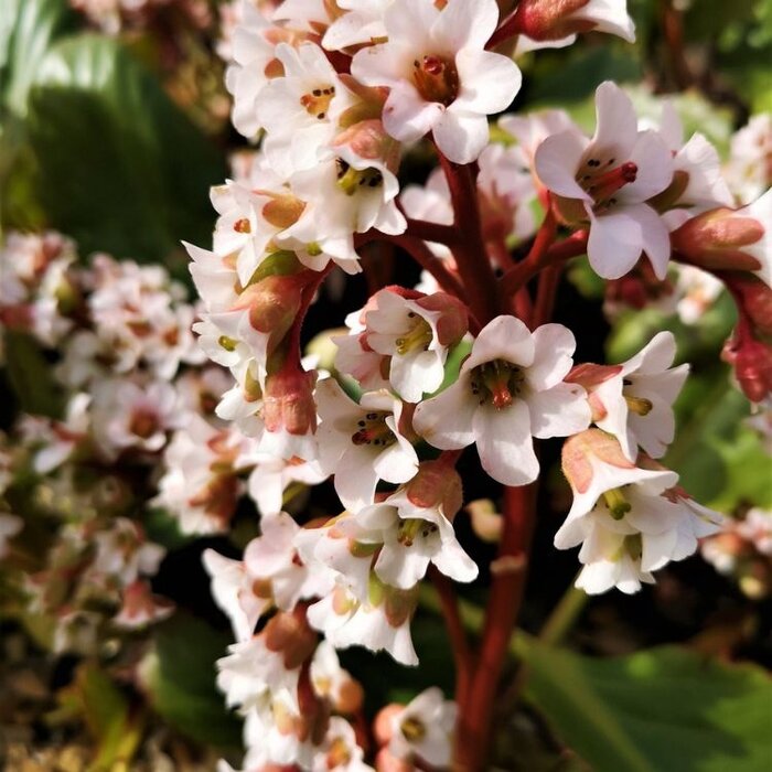 Schoenlappersplant - Bergenia 'Bressingham White'