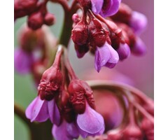 Schoenlappersplant - Bergenia 'Wintermärchen'