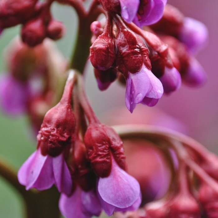 Schoenlappersplant - Bergenia 'Wintermärchen'