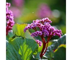 Schoenlappersplant - Bergenia cordifolia