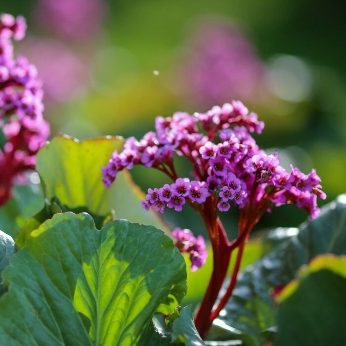 Schoenlappersplant - Bergenia cordifolia