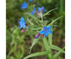 Parelzaad - Buglossoides purpurocaerulea