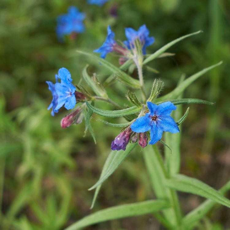 Parelzaad - Buglossoides purpurocaerulea