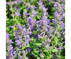 Steentijm - Calamintha nepeta 'Blue Cloud'
