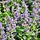 Steentijm - Calamintha nepeta 'Blue Cloud'