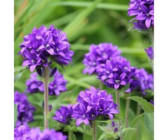Klokjesbloem - Campanula glomerata