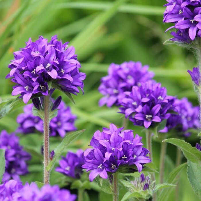 Klokjesbloem - Campanula glomerata